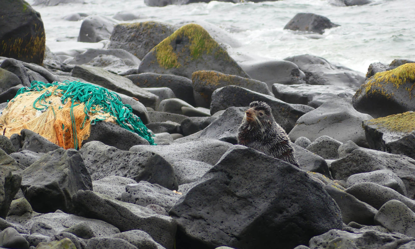 Discarded fishing net next to a seal on a rocky coastline